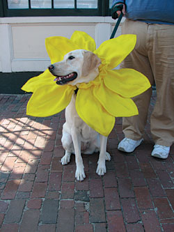 Daffodil Dog Parade