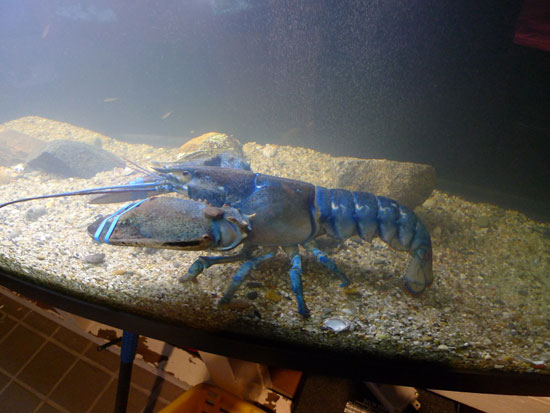 Blue Lobster