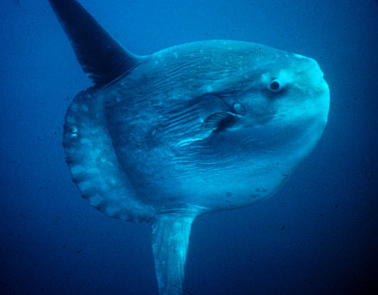 Mola Mola