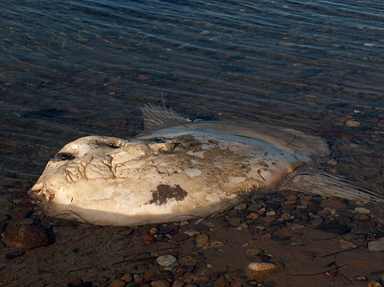 Mola Mola