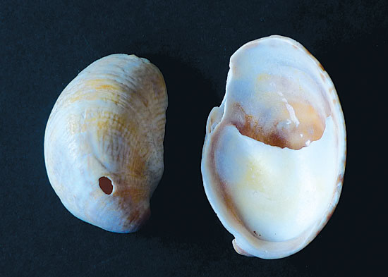 Crepidula fornicatata