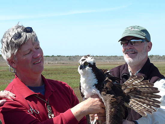 Mr. Hannah the Osprey