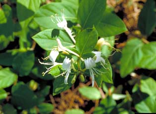 Honeysuckle