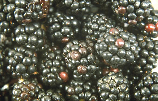 Blackberries