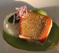 Salmon