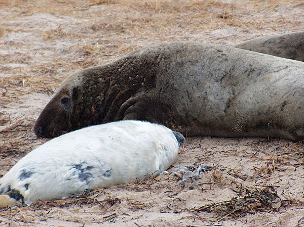 Seals