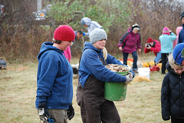 Planting Daffodils on Nantucket