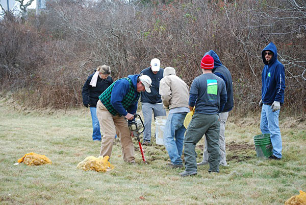 Planting Daffodils on Nantucket