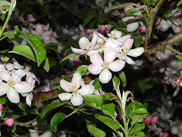Apple Blossoms