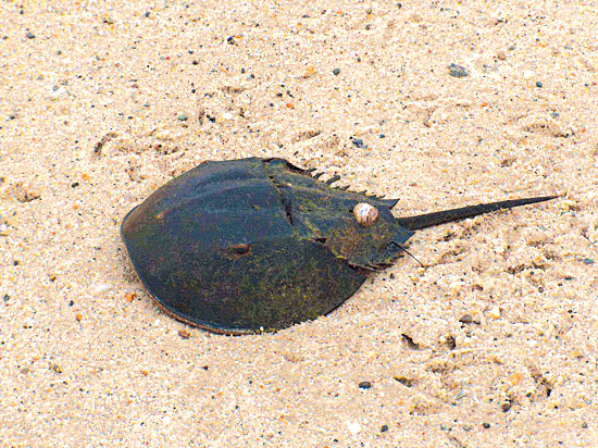 horseshoe crab blood. The horseshoe crab was first